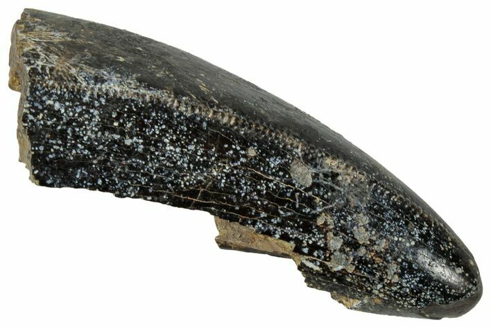 Fossil Dinosaur (Tyrannosaurus rex) Partial Tooth - Wyoming #350575